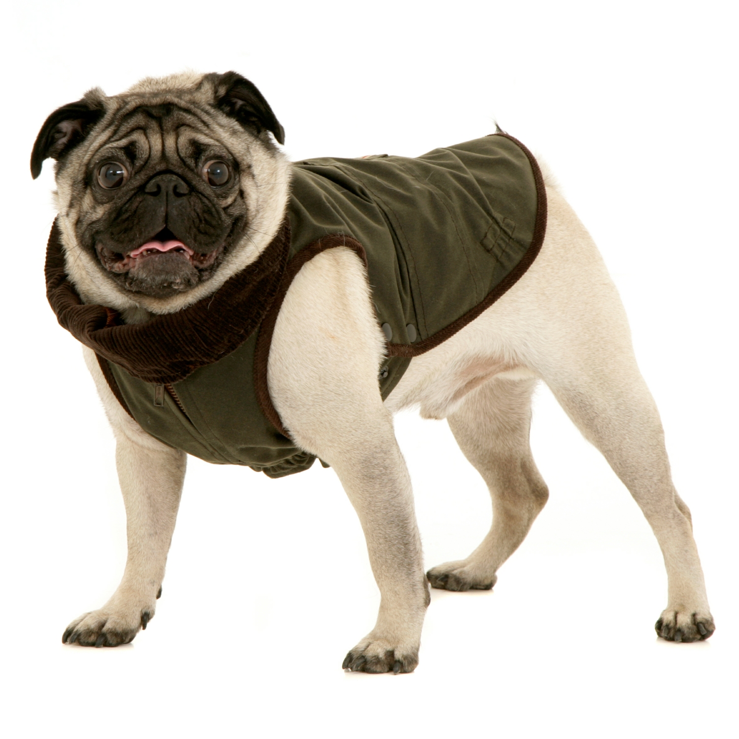 coats for pugs uk jacket for pug mops dogissimo coats for pugs uk jacket for pug mops dogissimo
