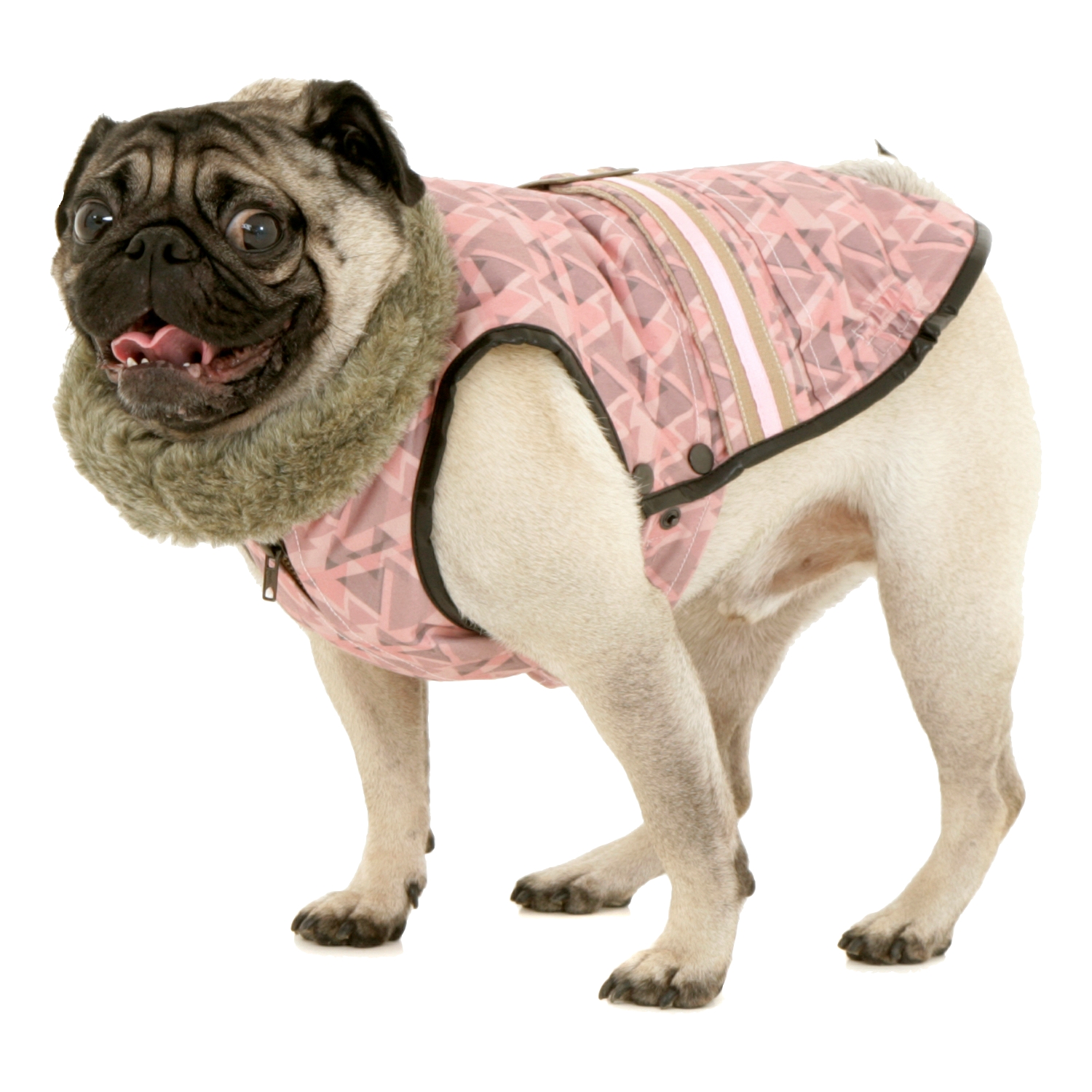 coats for pugs mops autos post coats for pugs mops autos post