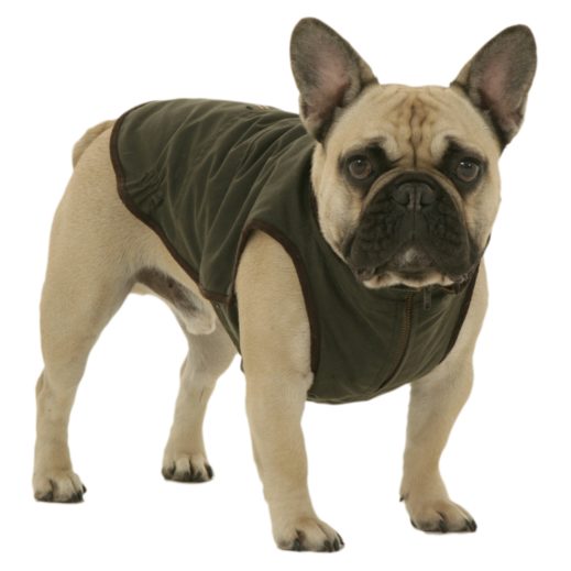 Windsor Style Coat for French Bulldog