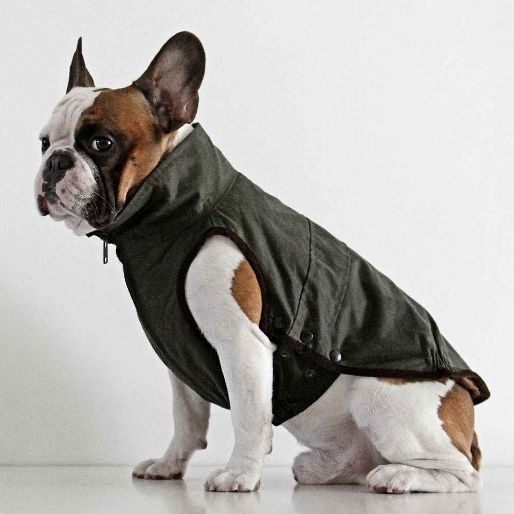 French bulldog jacket