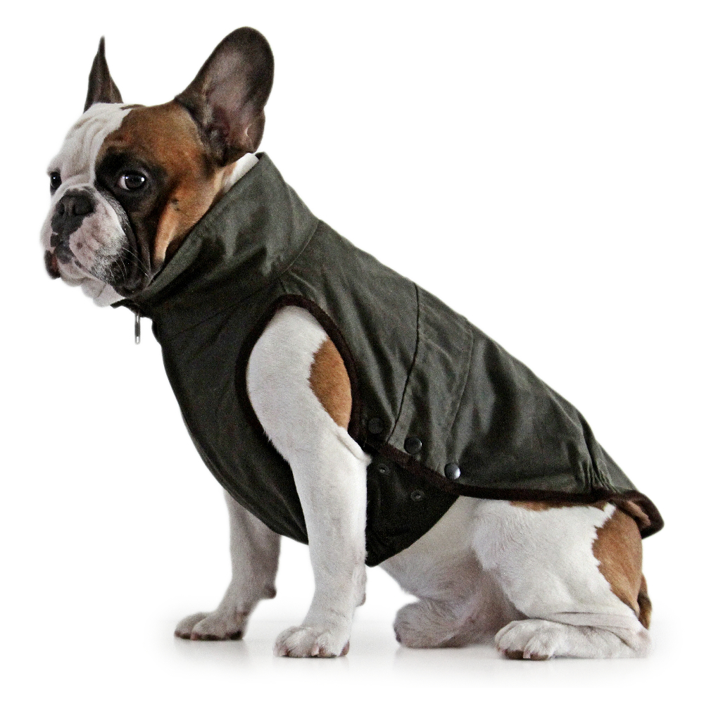Windsor Jacket for French Bulldog Dogissimo