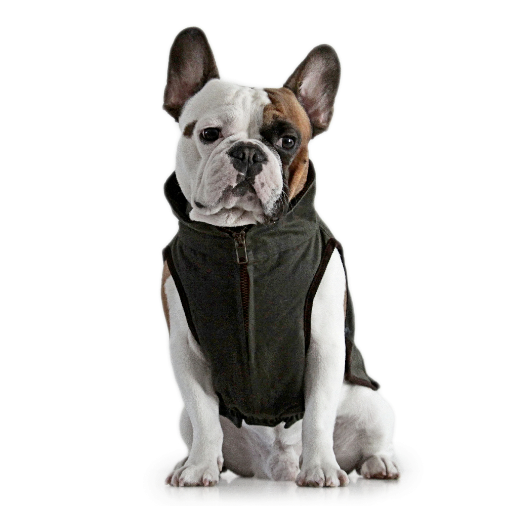 Windsor Jacket for French Bulldog - Dogissimo