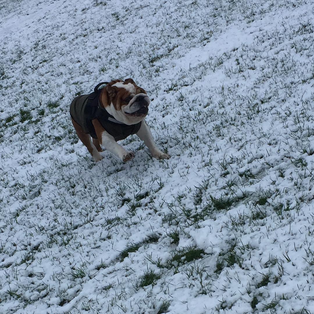 Bulldog winter jacket clearance