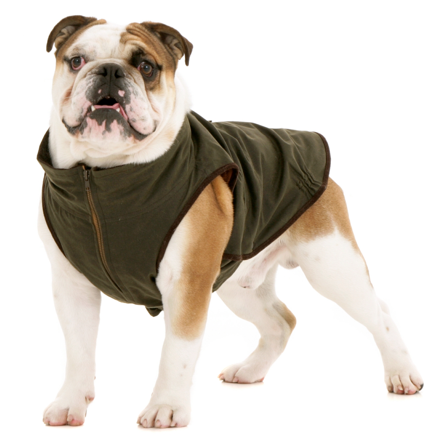 Windsor Jacket for Bulldog – Dogissimo