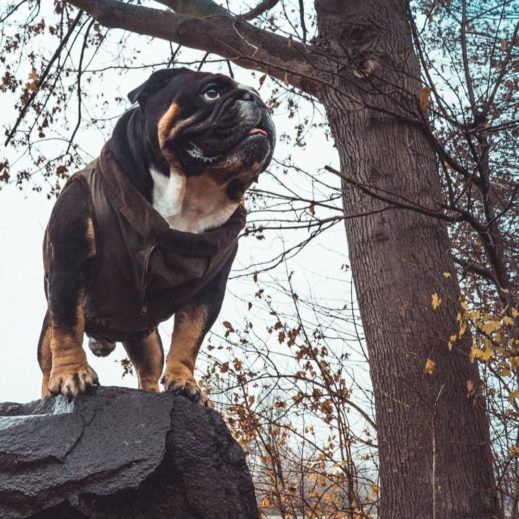 Best jacket for english bulldog sale
