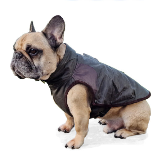 New Windsor Jacket for French Bulldog