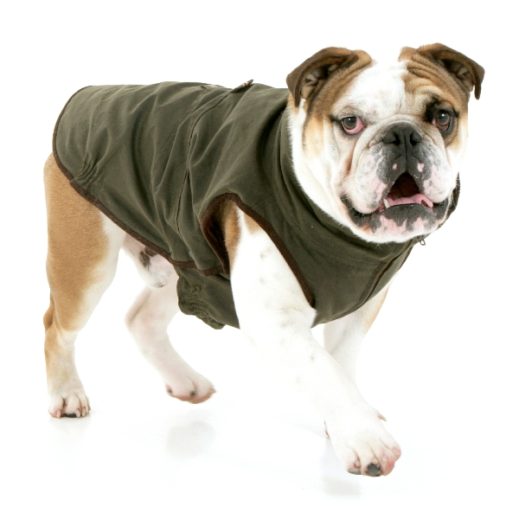 bulldog coats uk
