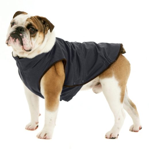 Windsor Jacket for Bulldog Navy Dogissimo
