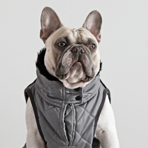 French bulldog jackets uk 2025