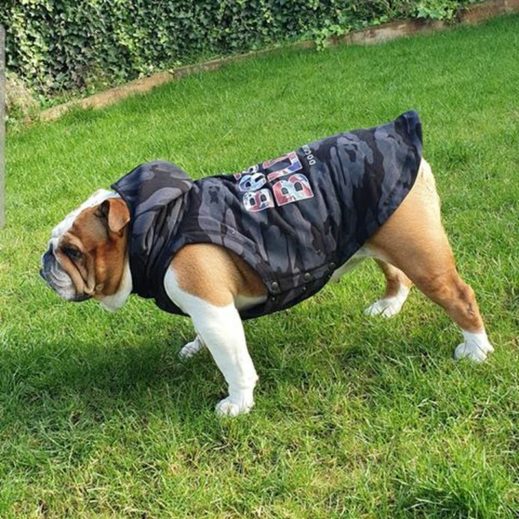 Olde english bulldogge clearance clothes