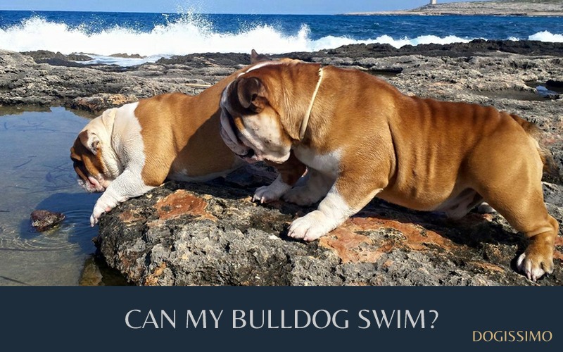 Do english bulldogs sales swim