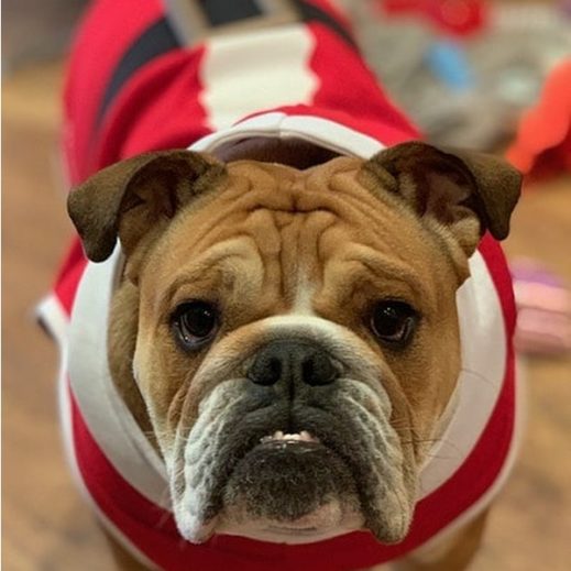 English bulldog christmas jumper on sale