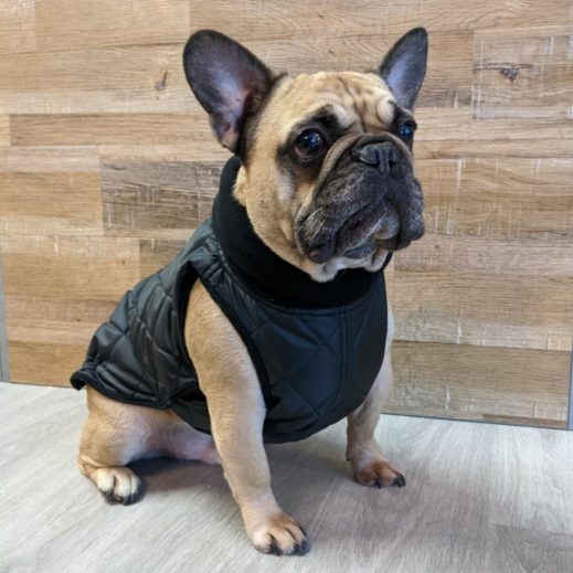 French bulldog hotsell barbour coat