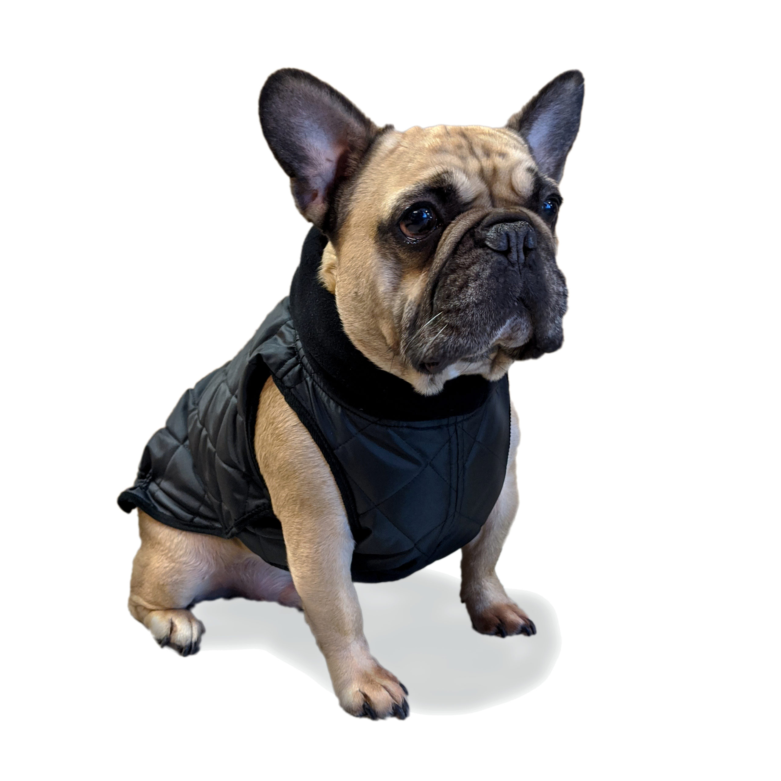bulldog coats uk