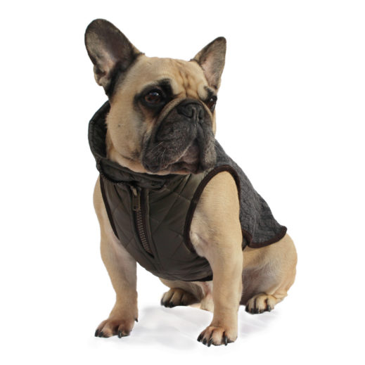 Windsor Jacket for Bulldog - Dogissimo